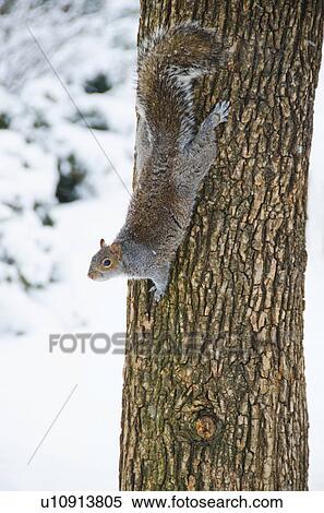 Stock Photography - USA, New York, New York City, squirrel on tree trunk. Fotosearch