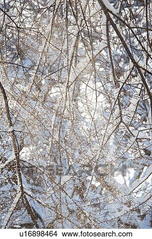 Picture - USA, New York, New York City, tree branches covered with snow . Fotosearch