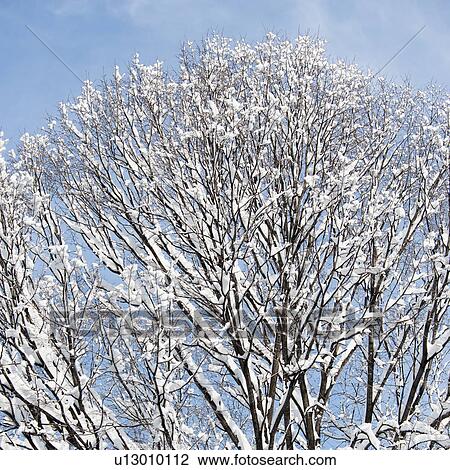 USA, New York, New York City, tree branches covered with snow against blue sky View Large Photo Image Stock Image - USA, New York, New York City, tree branches covered with snow against blue sky. Fotosearch