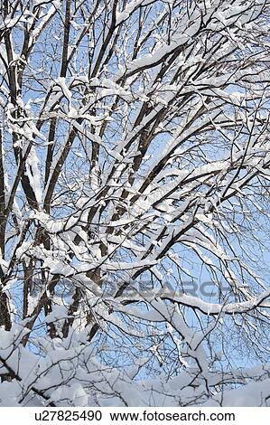 Stock Image - USA, New York, New York City, tree branches covered with snow against blue sky. Fotosearch