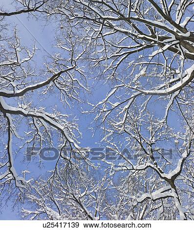 Stock Photo - USA, New York, New York City, tree branches covered with snow against blue sky. Fotosearch