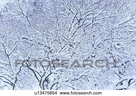 Picture - USA, New York, New York City, trees covered with snow in winter. Fotosearch