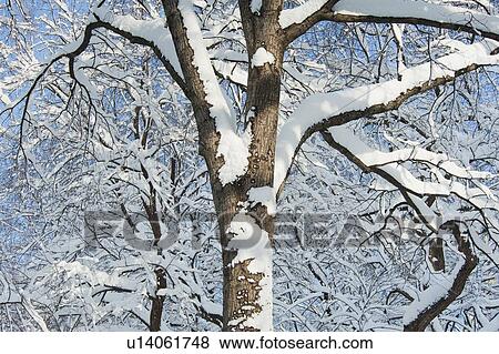 USA, New York, New York City, trees covered with snow against blue sky View Large Photo Image Stock Photo - USA, New York, New York City, trees covered with snow against blue sky. Fotosearch