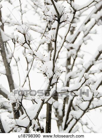 USA, New York State, Brooklyn, Williamsburg, snow on branches View Large Photo Image Stock Image - USA, New York State, Brooklyn, Williamsburg, snow on branches. Fotosearch