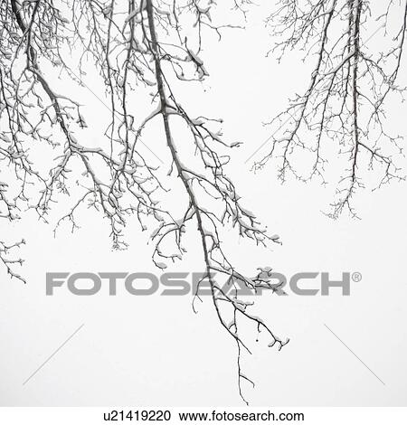 Stock Image - USA, New York State, Brooklyn, Williamsburg, snow on tree branches. Fotosearch