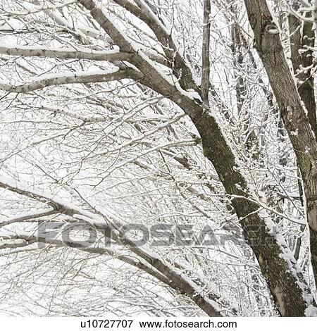 USA, New York State, Brooklyn, Williamsburg, snow on tree branches View Large Photo Image Stock Photo - USA, New York State, Brooklyn, Williamsburg, snow on tree branches. Fotosearch