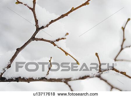 Stock Photo - USA, New York State, Brooklyn, Williamsburg, snow on plant branch. Fotosearch