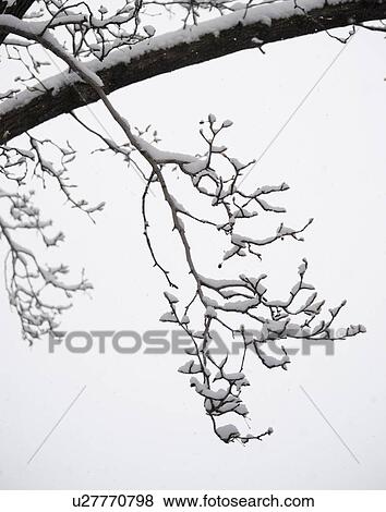 USA, New York State, Brooklyn, Williamsburg, snow on tree branch View Large Photo Image Stock Photo - USA, New York State, Brooklyn, Williamsburg, snow on tree branch. Fotosearch