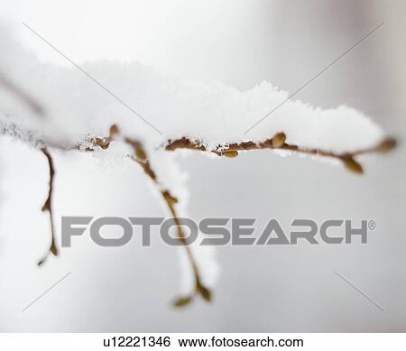 Stock Photograph - USA, New York State, Brooklyn, Williamsburg, snow on plant branch. Fotosearch