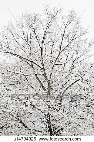 Stock Photograph - USA, New York State, Brooklyn, Williamsburg, snow covered tree. Fotosearch