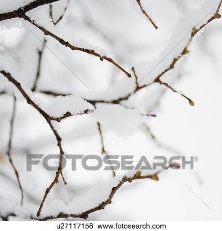 Stock Photograph - USA, New York State, Brooklyn, Williamsburg, snow on plant branch. Fotosearch