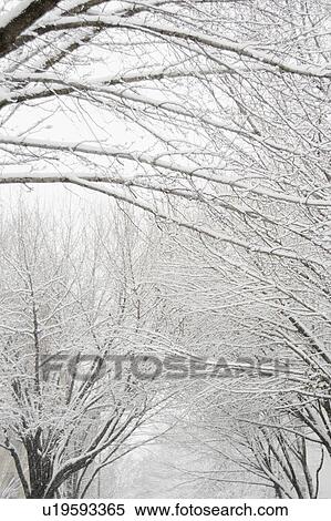 Stock Photography - USA, New York State, Brooklyn, Williamsburg, snow on tree branches. Fotosearch