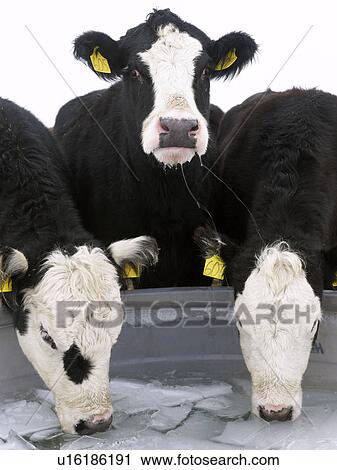 Stock Image - USA, New York State, Cows drinking from frozen feeding trough in winter. Fotosearch
