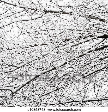 USA, New York, Williamsburg, Brooklyn, snow on tree View Large Photo Image Stock Image - USA, New York, Williamsburg, Brooklyn, snow on tree. Fotosearch