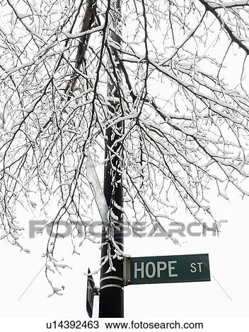 Stock Image - USA, New York, Williamsburg, Brooklyn, snow on tree. Fotosearch