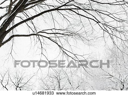 Stock Image - USA, New York, Williamsburg, Brooklyn, snow on tree. Fotosearch