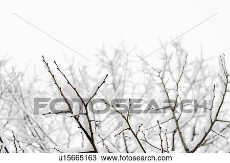 USA, New York, Williamsburg, Brooklyn, snow on tree View Large Photo Image Stock Image - USA, New York, Williamsburg, Brooklyn, snow on tree. Fotosearch