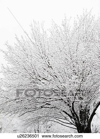 Stock Image - USA, New York, Williamsburg, Brooklyn, snow on tree. Fotosearch
