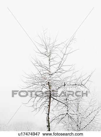Stock Photo - USA, New York, Williamsburg, Brooklyn, snow on tree. Fotosearch