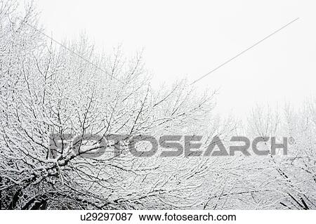 USA, New York, Williamsburg, Brooklyn, snow on tree View Large Photo Image Stock Photo - USA, New York, Williamsburg, Brooklyn, snow on tree. Fotosearch