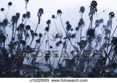 Stock Photography - USA, North Carolina, Spider sitting in spider web. Fotosearch