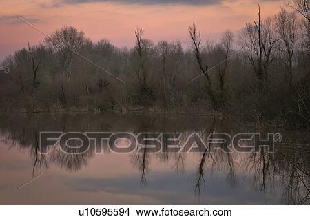 USA, Oregon, Bare trees reflecting in lake at sunrise View Large Photo Image Picture - USA, Oregon, Bare trees reflecting in lake at sunrise. Fotosearch
