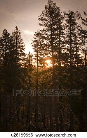 USA, Oregon, Forest at sunrise View Large Photo Image Stock Photograph - USA, Oregon, Forest at sunrise. Fotosearch