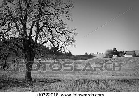 Stock Photograph - USA, Oregon, Oak and wheat field. Fotosearch