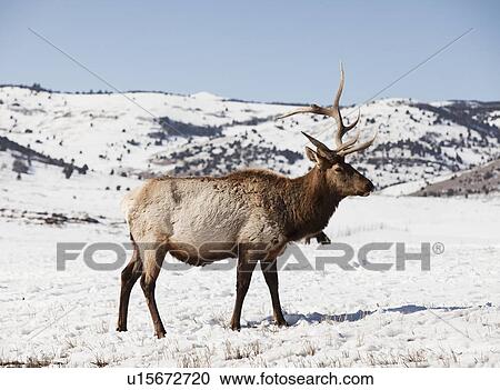 USA, Utah, Logan, Deer in winter scenery View Large Photo Image Stock Image - USA, Utah, Logan, Deer in winter scenery. Fotosearch