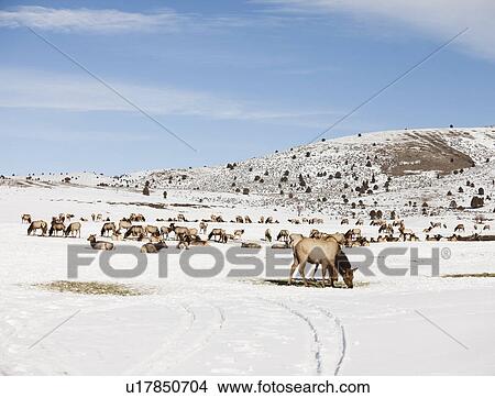 Picture - USA, Utah, Logan, Herd of wild horses. Fotosearch