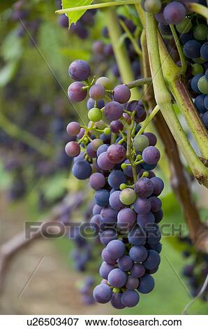 Stock Photo - USA, Vermont, Woodstock, Bunch of unripe grapes. Fotosearch