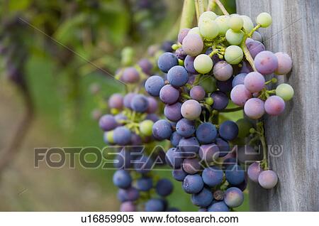 USA, Vermont, Woodstock, Bunch of unripe grapes View Large Photo Image Stock Photography - USA, Vermont, Woodstock, Bunch of unripe grapes. Fotosearch