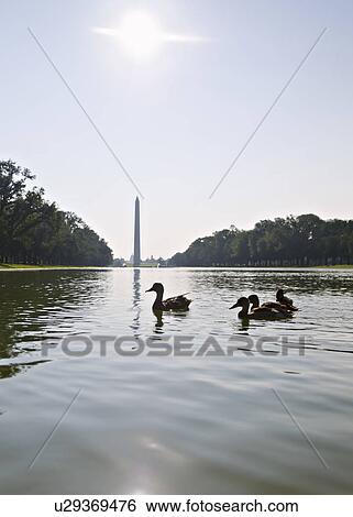 USA, Washington DC, ducks on Reflecting Pool View Large Photo Image Stock Photograph - USA, Washington DC, ducks on Reflecting Pool. Fotosearch