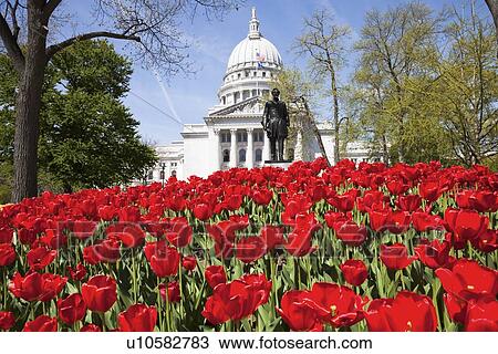 Stock Image - USA, Wisconsin, Madison, State Capitol Building, red tulips in foreground. Fotosearch