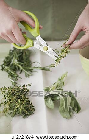 Woman cutting sprouts with scissors View Large Photo Image Picture - Woman cutting sprouts with scissors. Fotosearch