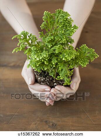 Woman holding seedling in cupped hands View Large Photo Image Stock Image - Woman holding seedling in cupped hands. Fotosearch