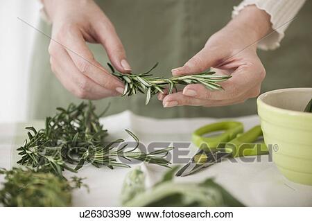 Stock Photo - Woman preparing herbs. Fotosearch