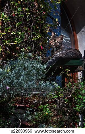 Cat perched on saucer near window, amongst flowers growing on balcony, sunny autumn morning in Venice, Northern Italy View Large Photo Image Stock Photograph - Cat perched on saucer near window, amongst flowers growing on balcony, sunny autumn morning in Venice, Northern Italy. Fotosearch