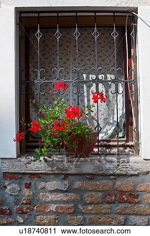 Stock Image - Detail of window with ornate wrought iron grille and curtain, red brickwork wall beneath vase of red geraniums, sunny autumn morning in Venice, Northern Italy. Fotosearch