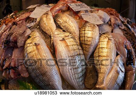 Fish market at Rialto Bridge: close up of display, with motion blur of shoppers in background, Venice, Northern Italy View Large Photo Image Stock Image - Fish market at Rialto Bridge: close up of display, with motion blur of shoppers in background, Venice, Northern Italy. Fotosearch
