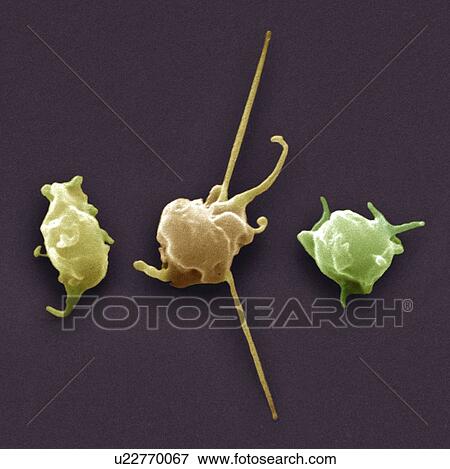 Stock Photo - Activated platelets, SEM. Fotosearch