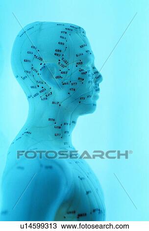 Acupuncture model View Large Photo Image Stock Image - Acupuncture model. Fotosearch