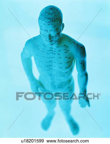 Acupuncture model View Large Photo Image Stock Photo - Acupuncture model. Fotosearch