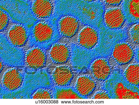 Adenoviruses View Large Photo Image Stock Photo - Adenoviruses. Fotosearch
