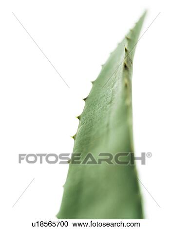 Aloe vera leaf View Large Photo Image Stock Image - Aloe vera leaf. Fotosearch