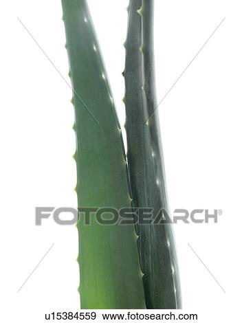 Stock Photo - Aloe vera leaves. Fotosearch