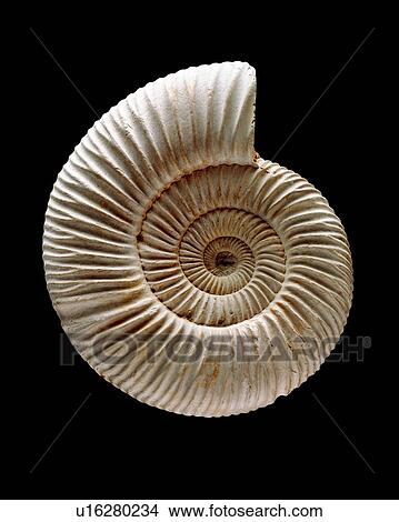 Picture - Ammonite. Fotosearch