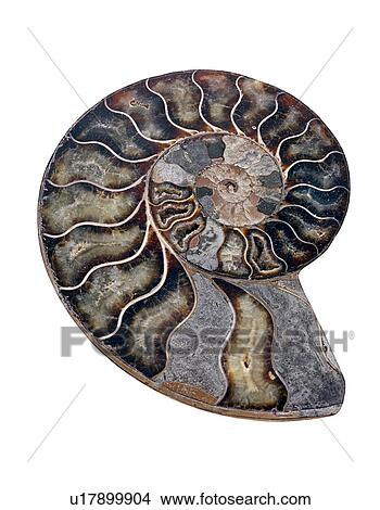 Picture - Ammonite. Fotosearch