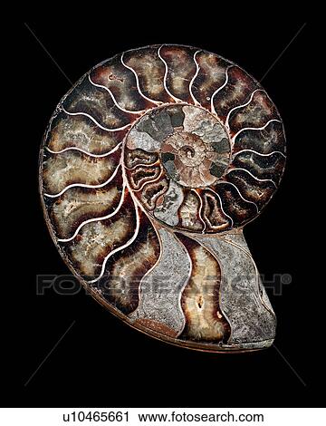 Ammonite View Large Photo Image Stock Image - Ammonite. Fotosearch