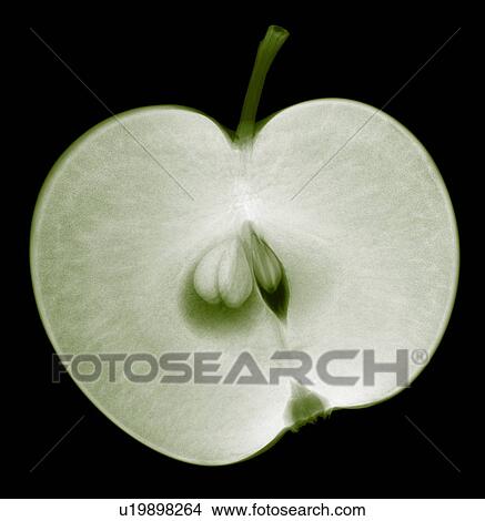 Apple half, X-ray View Large Photo Image Picture - Apple half, X-ray. Fotosearch